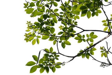 Green tree branch isolated on white background