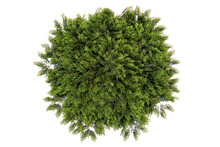 Green Thuja Tree, Top View On White Background, 3D Rendering