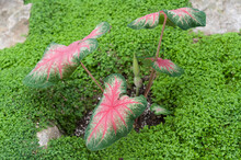 Variegated Pink Leaf Caladium Plant With Ground Covering Foliage And Rocks At The Conservatory