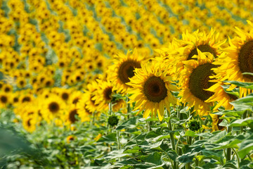 Poster - Endless sunflower field in Ukraine.