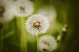 Fototapeta Dmuchawce - Beautiful white fluffy dandelion flowers bloom in the summer among the green grass. Nature in summer.