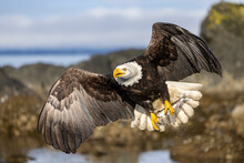 American Bald Eagle (Haliaeetus Leucocephalus) In The Kachemak Bay Area Of The Kenia Peninsula Alaska USA 