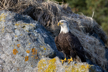 Wall Mural - American bald eagle (Haliaeetus leucocephalus) in the Kachemak Bay area of the Kenia Peninsula Alaska USA 