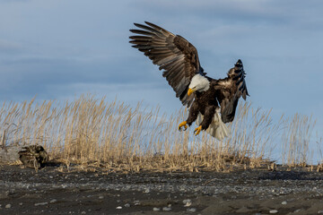 Wall Mural - American bald eagle (Haliaeetus leucocephalus) in the Kachemak Bay area of the Kenia Peninsula Alaska USA 