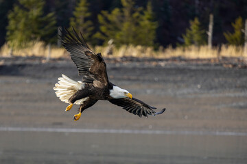 Wall Mural - American bald eagle (Haliaeetus leucocephalus) in the Kachemak Bay area of the Kenia Peninsula Alaska USA 