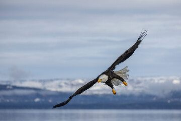 Wall Mural - American bald eagle (Haliaeetus leucocephalus) in the Kachemak Bay area of the Kenia Peninsula Alaska USA 