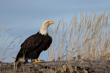 Wall Mural - American bald eagle (Haliaeetus leucocephalus) in the Kachemak Bay area of the Kenia Peninsula Alaska USA 