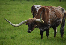 Close Up Look Into The Face Of A Longhorn Steer