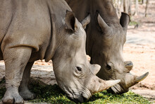 Two Rhino Eating Food