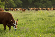 Herd Of Beef Cows Grazing On New Pasture On The Beef Cattle Ranch