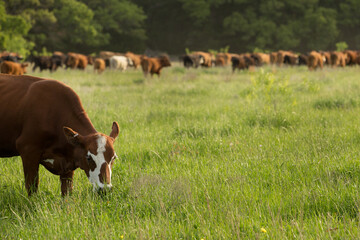 herd of beef cows grazing on new pasture on the beef cattle ranch