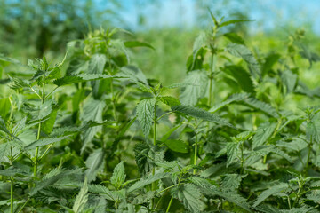 Naklejka na meble Wild growing bushes of stinging nettle. Stinging nettle with green leaves grows in natural thickets. Nettle Dishes