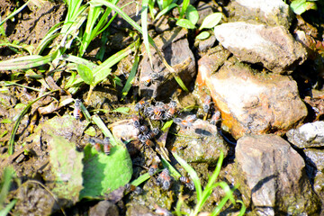 Poster - honey bees on the ground, Honey bees are drinking water together.