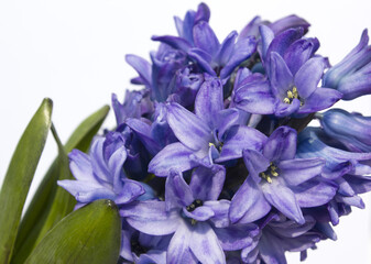 Poster - Blue hyacinth flower isolated white background. The first spring flower is blue hyacinth.