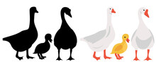 Geese And Gosling Flat Design, Isolated, Vector