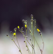 Kompozycja roślinna łąka trawy żółty oset