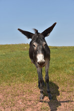 Looking Directly Into The Face Of A Dark Colored Burro