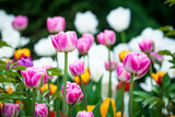 Fototapeta Tulipany - Many different flowers, basically white, pink, and orange growing in the spring in the park