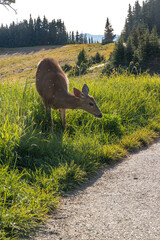 doe eating grass on rolling mountain meadows