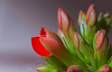 Wall Mural - Macro image of flower buds