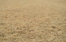Winter Dry Yellow Grass Field