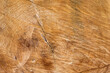 brązowe drewno tło do projektu