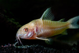 Fototapeta  - rybka akwariowa kirysek spiżowy w akwarium