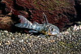Fototapeta  - rybka akwariowa kirysek pstry w akwarium