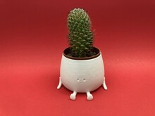 Cactus In Smiling Plant Pot - Red Background - Middle