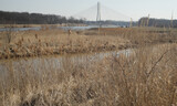 Fototapeta  - Krajobraz doliny Odry - rzeka, brzegi porośnięte suchymi trawami, w oddali Most Tysiąclecia we Wrocławiu