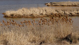 Fototapeta  - Dolina Odry - rzeka, krajobraz rzeczny - widać trzciny i cyple porośnięte trawą - woda szaroniebieska -trawy brązowe i jasnobeżowe 