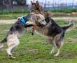 Dog and wolf fighting