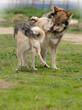 Dog and wolf fighting