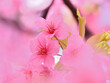 © takamiya - Close up kawazu cherry blossoms