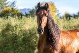 Fototapeta Konie - Portrait of a beautiful brown pura raza espanola gelding horse outdoors