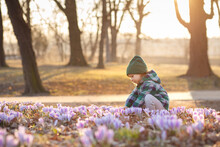 Child In Spring Park With Crocuses 