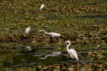 Wall Mural - Great Egret hunting in lake among the lilly pads