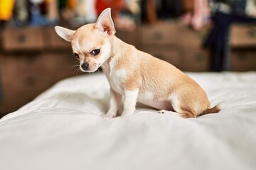 Poster - Beautiful small chihuahua puppy standing on the bed curious and happy, healthy cute babby dog at home