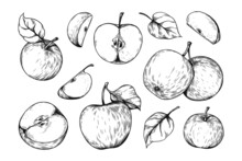 Hand Drawn Apple Pieces. Organic Vegetable Food. Whole Or Half Products With Leaves And Seeds. Healthy Vitamin Vegetarian Meal Sketch. Isolated Juicy Slices. Vector Fruit Engraving Set