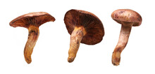 Boletus Mushrooms On White Background