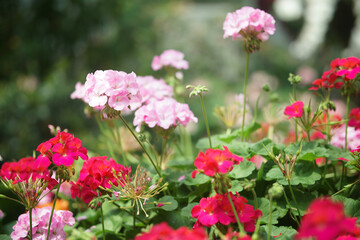 Wall Mural - blooming geranium flower plant in garden park