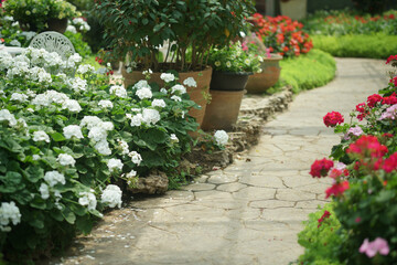 Wall Mural - blooming geranium flower plant in garden park
