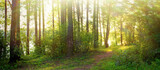 Fototapeta Na ścianę - Beautiful forest in spring with bright sun shining through the trees