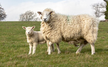 Lambing Time In The Yorkshire Dales, UK. Close Up Of A Fine, Heavy Fleeced Ewe And Her Lamb In Early Spring, Facing Camera In Green Field.  Horizontal.  Copy Space.