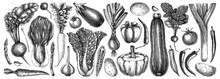 Hand-sketched Vegetable Collection. Vector Set Of Hand Drawn Tomatoes, Squashes Peppers, Asparagus, Potatoes, Asparagus Drawings. Vintage Plants Elements In Engraved Style. Vegetables Outlines Set.