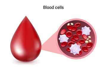 Wall Mural - Blood cells. White blood cells, Red blood cells and Platelets. Medical laboratory.