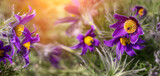 Fototapeta Kwiaty - sasanka, fioletowy wiosenny kwiat w promieniach słońca o poranku w ogrodzie, wiosna w ogrodzie.