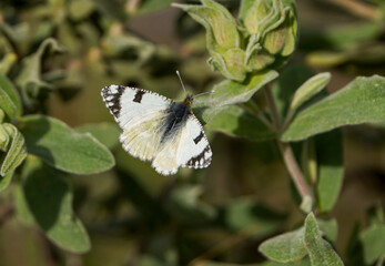 Wall Mural - Bath white butterfly, Pontia daplidice, underwings, resting on flower.