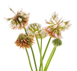 Wall Mural - Bouquet of clover flowers.