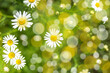 © Олеся Голубенко - Natural abstract background - daisies, bokeh and defocused background.